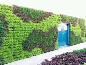 集装箱创意绿墙