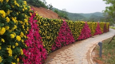 时花景观植物墙